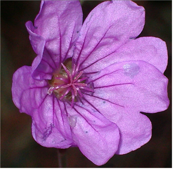 Il colore viola